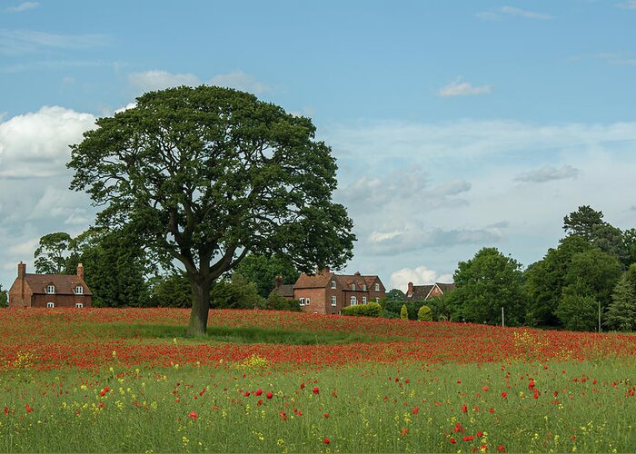 Circle Greeting Card featuring the photograph Field of poppies by Average Images