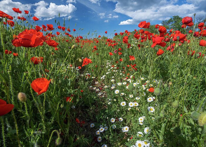 Flower Greeting Card featuring the photograph Field of poppy flowers and daisies by Mikhail Kokhanchikov