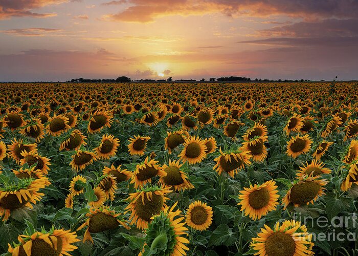 Texas Sunflowers Greeting Card featuring the photograph Field of Sunflowers in Texas by Keith Kapple