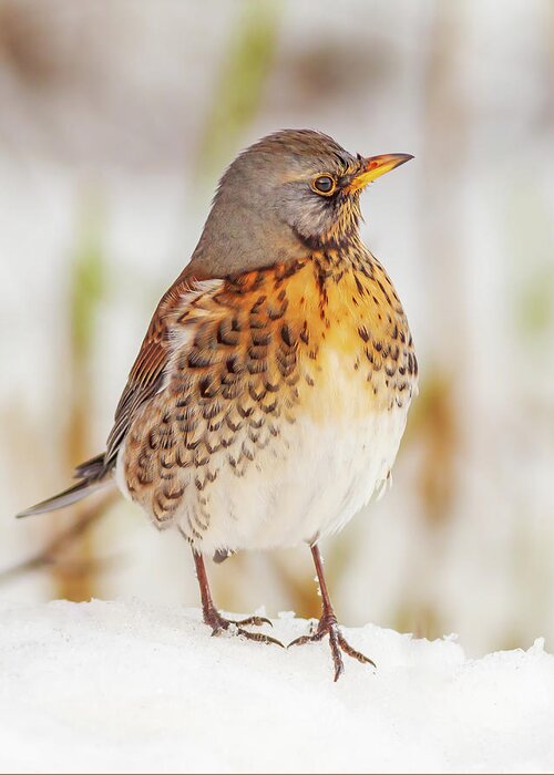 Fieldfare Greeting Card featuring the photograph Fieldfare in the snow by Grant Glendinning