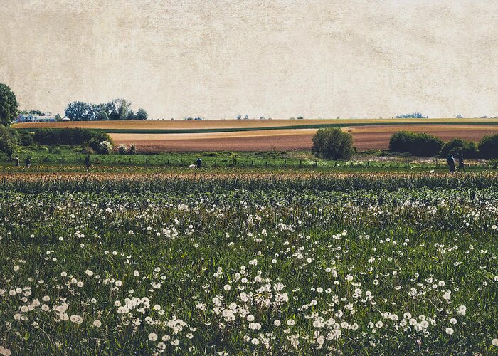Field Greeting Card featuring the photograph Fields of flowers by Yasmina Baggili