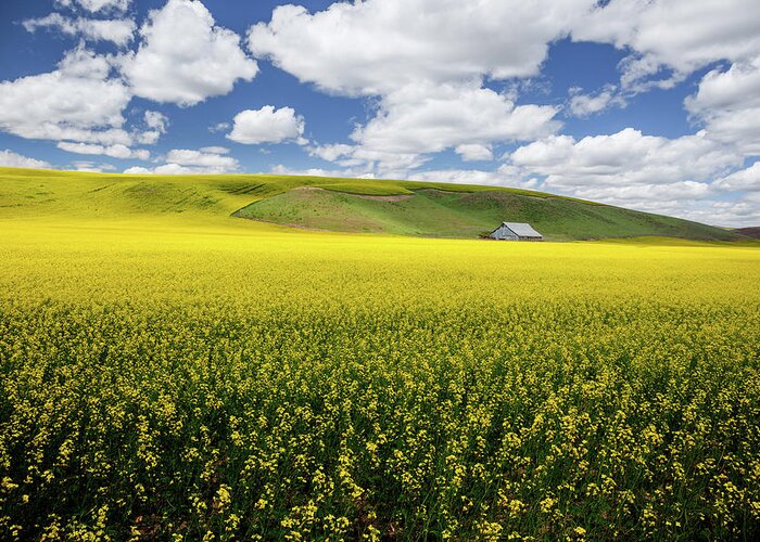 Palouse Greeting Card featuring the photograph Fields of Gold by Manpreet Sokhi
