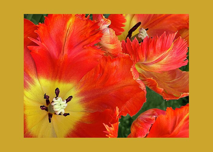 Parrot Tulip Greeting Card featuring the photograph Fiery Free Spirits by Jill Love