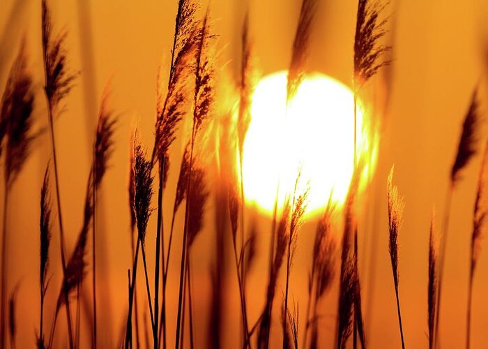 Sunset Greeting Card featuring the photograph Fiery Grasses by Liza Eckardt
