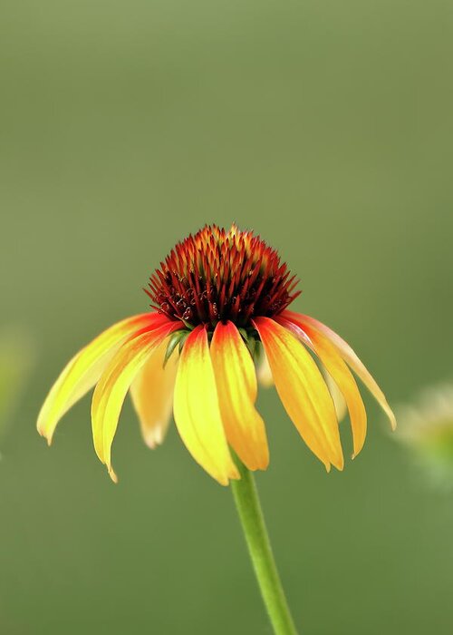 Coneflower Greeting Card featuring the photograph Fiesta Coneflower by Lens Art Photography By Larry Trager