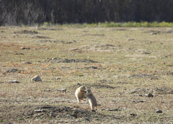 Prairie Dog Greeting Card featuring the photograph Fighting Prairie Dogs by Amanda R Wright