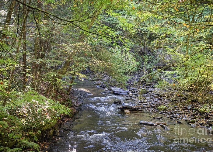 Water Greeting Card featuring the photograph Fillmore Glen 38 by William Norton