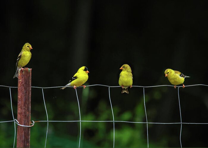 American Greeting Card featuring the photograph Finch Fence by Brook Burling