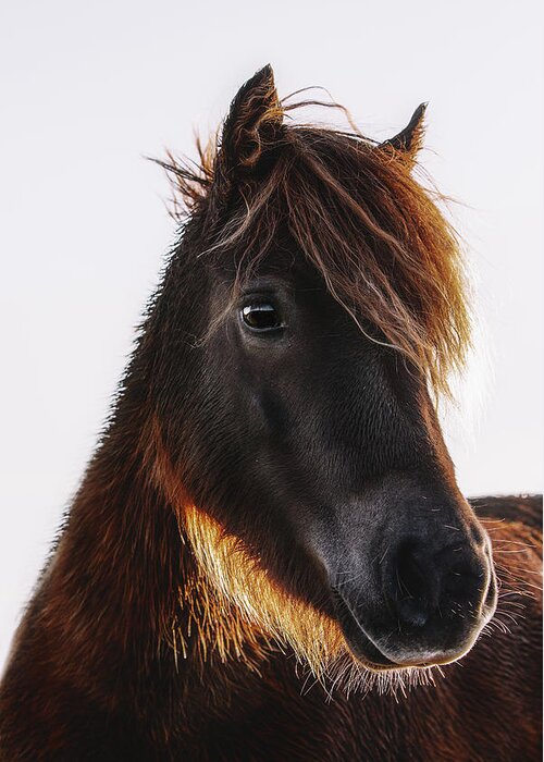 Photographs Greeting Card featuring the photograph Firefly - Horse Art by Lisa Saint