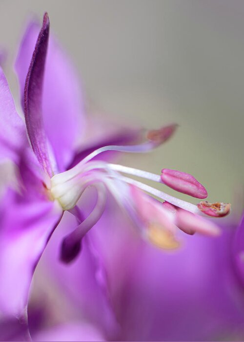 Fireweed Greeting Card featuring the photograph Fireweed Close Up by Karen Rispin