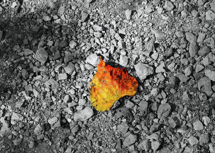 Leaf Greeting Card featuring the photograph First Leaf of Autumn by Christopher Reed