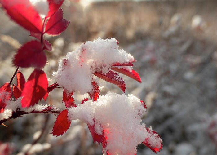 Red Greeting Card featuring the photograph First Snow On Wild Rose Leaves by Karen Rispin