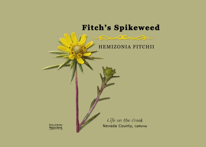 Fitch's Spikeweed Greeting Card featuring the digital art Fitch's Spikeweed Hemizonia Fitchi by Lisa Redfern