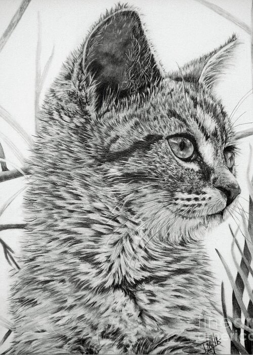 Cat Greeting Card featuring the drawing Fixated by Terri Mills