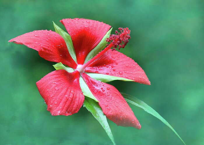 Flower Greeting Card featuring the photograph FL Native Hibiscus 1B by Sally Fuller
