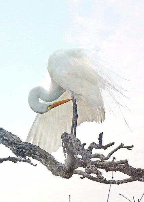 Egret Greeting Card featuring the photograph fl336 Gorgeous Great Egret by Lizi Beard-Ward