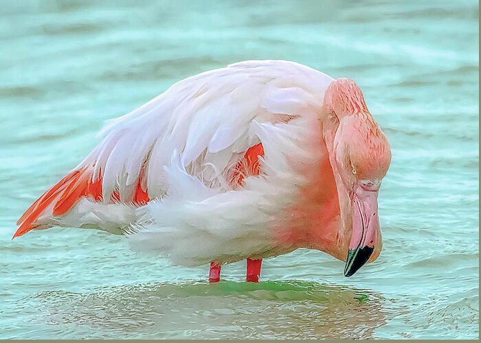 Wild Greeting Card featuring the photograph Flamingo hunting by Loredana Gallo Migliorini