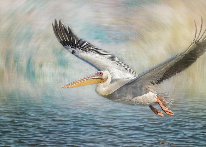 Great White Pelican Greeting Card featuring the photograph Flight of a Great White Pelican by Belinda Greb