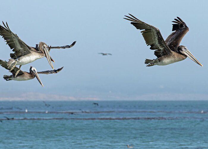 Pelican Greeting Card featuring the photograph Flight of the Pelicans by Sue Cullumber