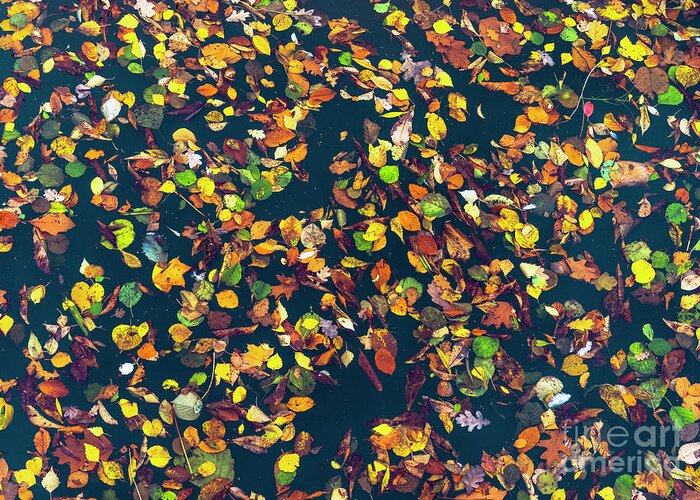 Autumn Greeting Card featuring the photograph Floating Autumn Leaves by Daniel M Walsh