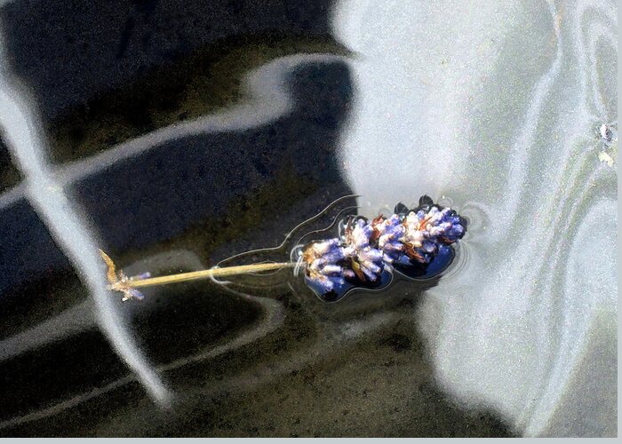 Floating Flower Greeting Card featuring the photograph Floating Lavender by Jaeda DeWalt