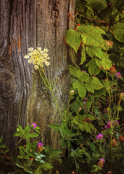 Flowers Greeting Card featuring the photograph Flora and Wood by Steve Kelley