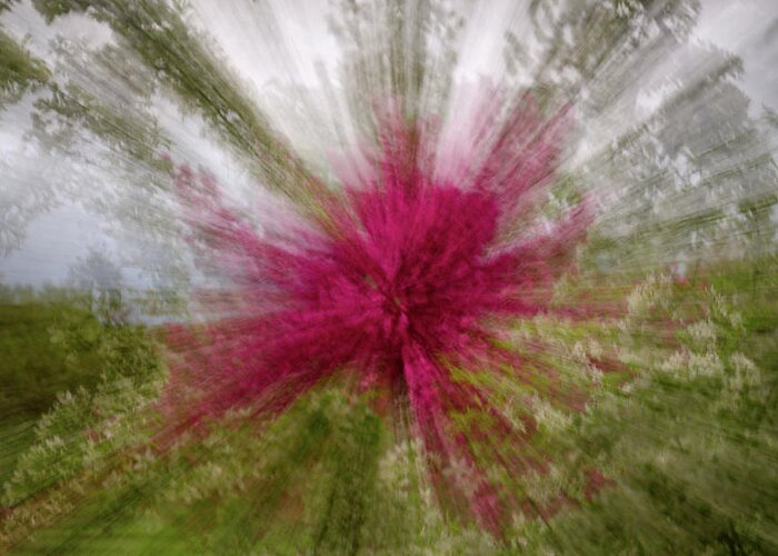 Icm Greeting Card featuring the photograph Floral Fireworks - abstract zooming motion of flowering trees by Peter Herman