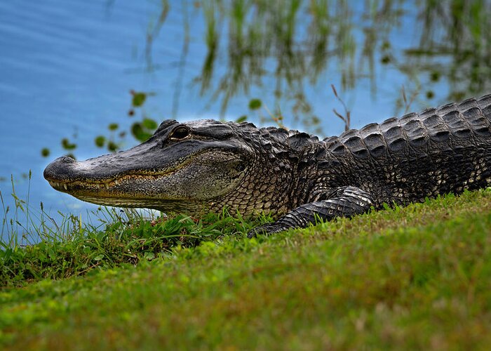 Aligator Greeting Card featuring the photograph Florida Gator 3 by Larry Marshall