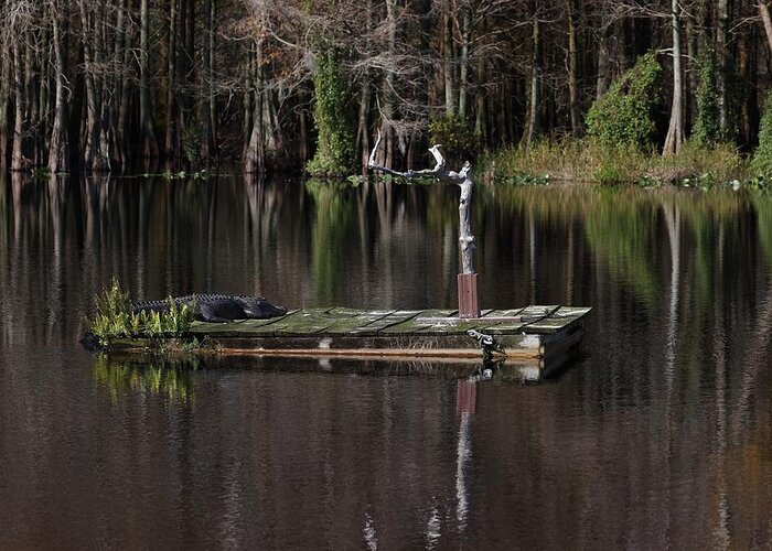 Six Miles Cypress Slough Reserves Greeting Card featuring the photograph Gator Resting on a Floating Stage by Mingming Jiang