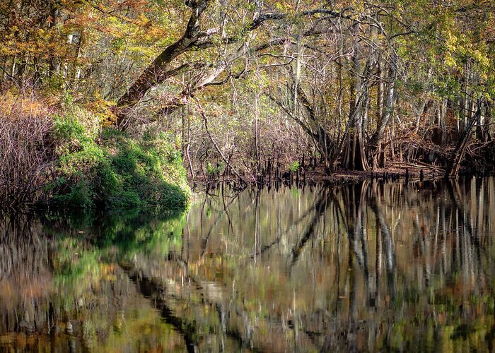 Florida Greeting Card featuring the photograph Florida Swamp Reflections 2 by Debra Kewley