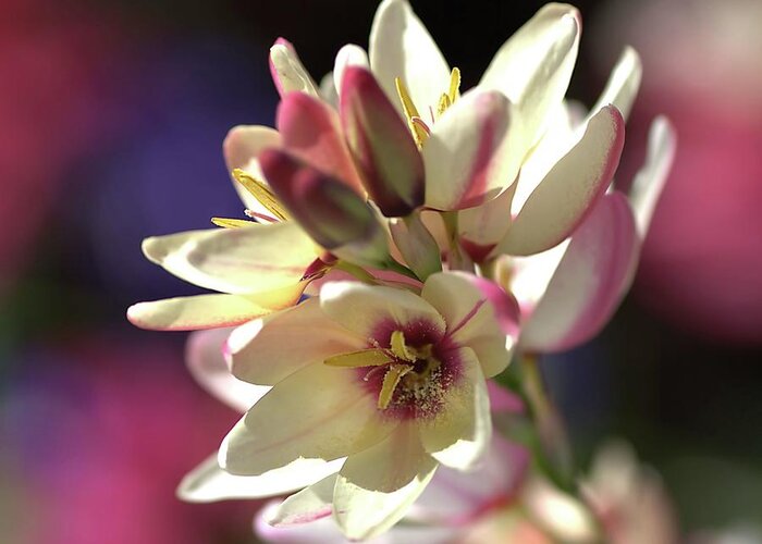 Flowers Greeting Card featuring the photograph Flower- Ixia-spring-dellght by Joy Watson