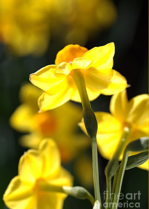 Floral Greeting Card featuring the photograph Flower-jonquils-bulb-yellow by Joy Watson
