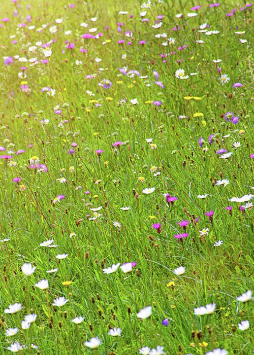 Idyllic Greeting Card featuring the photograph Flower meadow in sunlight by Bernhard Schaffer
