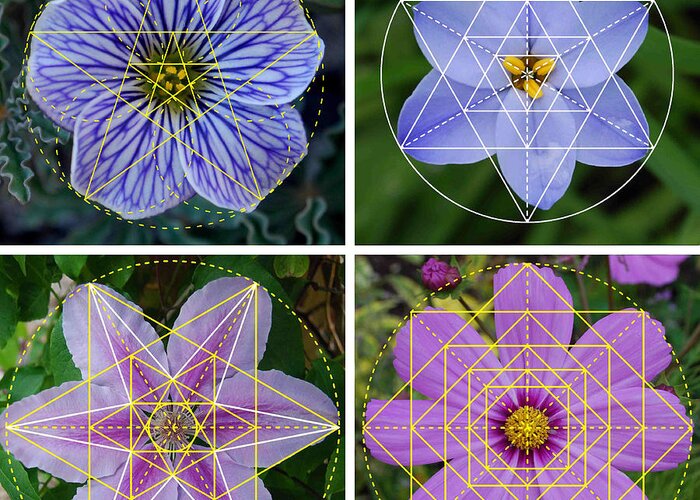 Flower Nature Patterns Sacred Geometry Contemporary Art Greeting Card for Sale Dean
