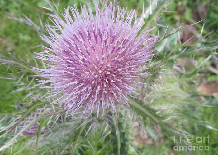 Flower Of The Thistle Greeting Card featuring the photograph Flower Of The Thistle by Seaux-N-Seau Soileau