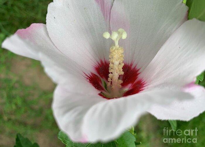 Flowers Greeting Card featuring the photograph Flower Up Rose of Sharon by Catherine Wilson