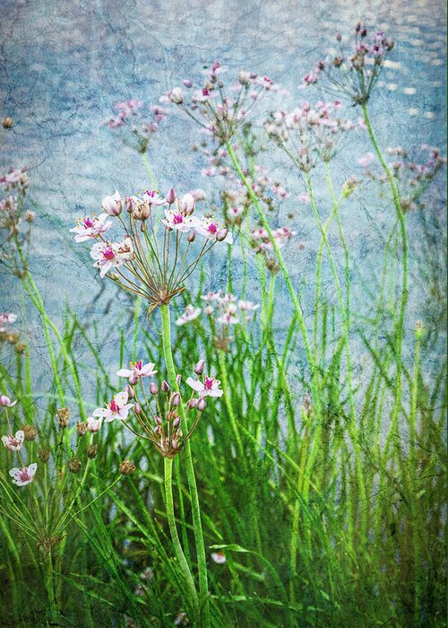 Flowers Greeting Card featuring the photograph Flowering Rush by Mary Lee Dereske