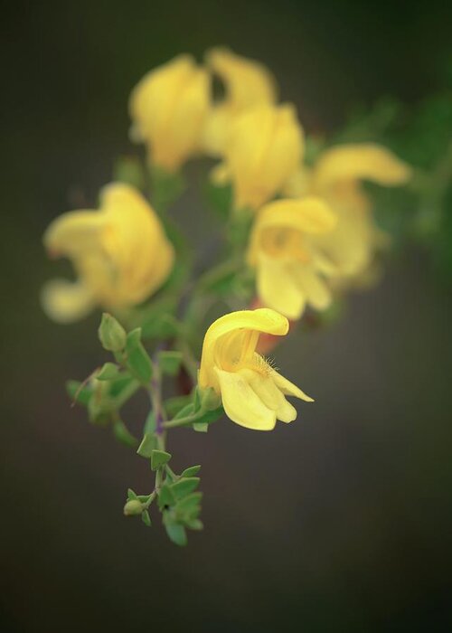 Flowers Greeting Card featuring the photograph Flowers of Yellow Bush Penstemon by Alexander Kunz
