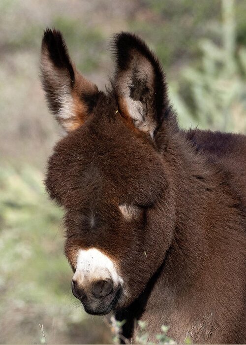 Wild Burros Greeting Card featuring the photograph Fluffy Chocolate by Mary Hone