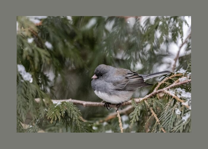 Bird Greeting Card featuring the photograph Fluffy Snowbird by Linda Bonaccorsi