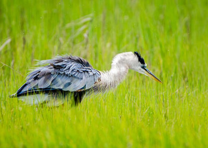 Blue Heron Greeting Card featuring the photograph Flustered Heron by Wild Fotos