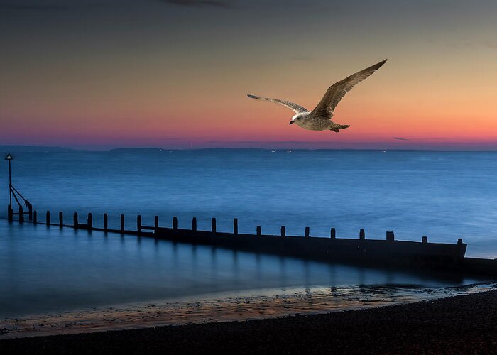 Seagull Greeting Card featuring the photograph Fly Away by Chris Boulton