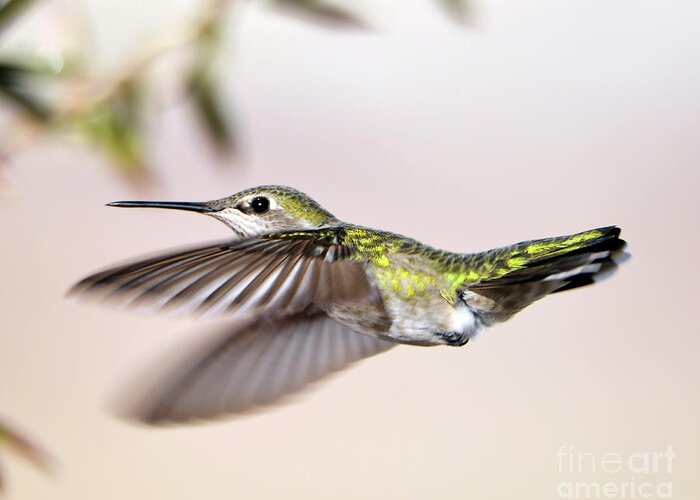 Denise Bruchman Photography Greeting Card featuring the photograph Flying Anna's Hummingbird by Denise Bruchman