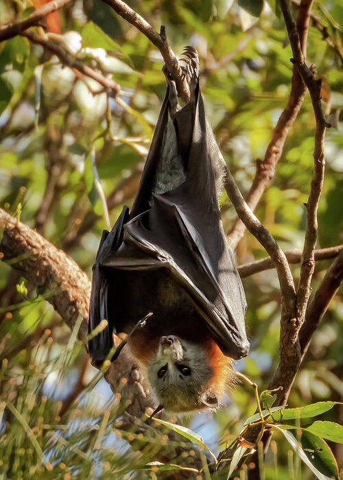 Australia Greeting Card featuring the photograph Flying Fox by Chris Cousins