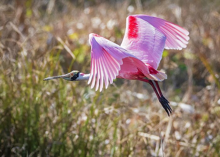 Celery Field Greeting Card featuring the photograph Flying Roseate Spoonbill by Joe Myeress