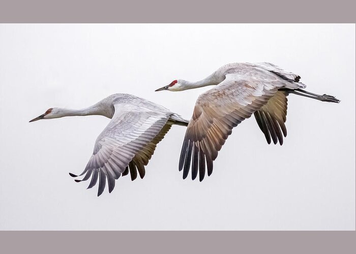 Birds Greeting Card featuring the photograph Flying Sandhill Cranes #3 by Carla Brennan
