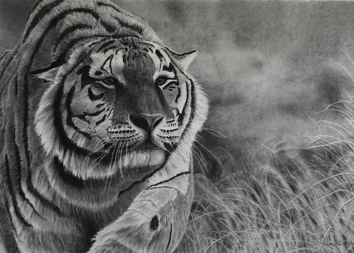 Tiger Greeting Card featuring the drawing Focus by Greg Fox