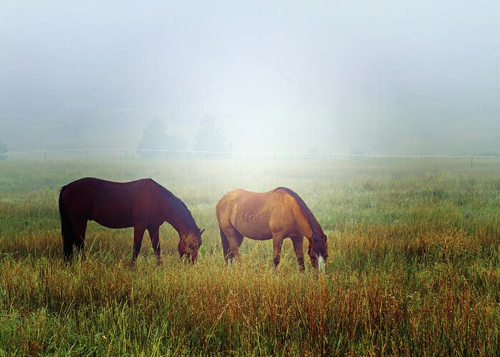 Horse Greeting Card featuring the photograph Foggy Morning Grazing by Alana Thrower