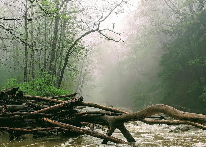 River Greeting Card featuring the photograph Foggy River by Brad Nellis