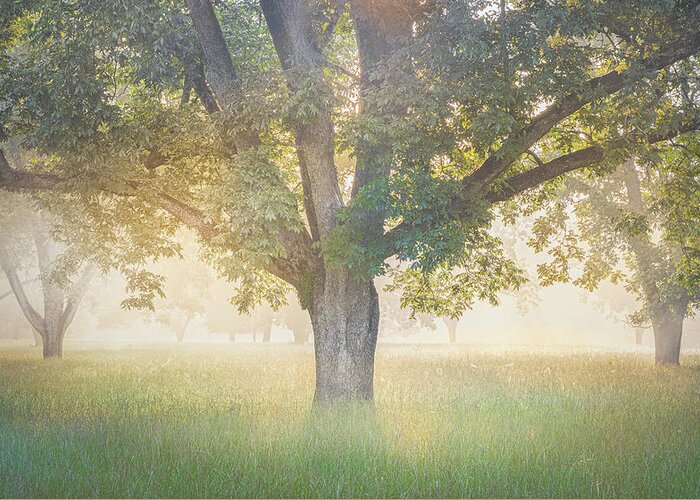 Tree Greeting Card featuring the photograph Foggy Sunrise Through The Trees by Jordan Hill